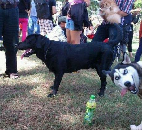 photobomb_husky